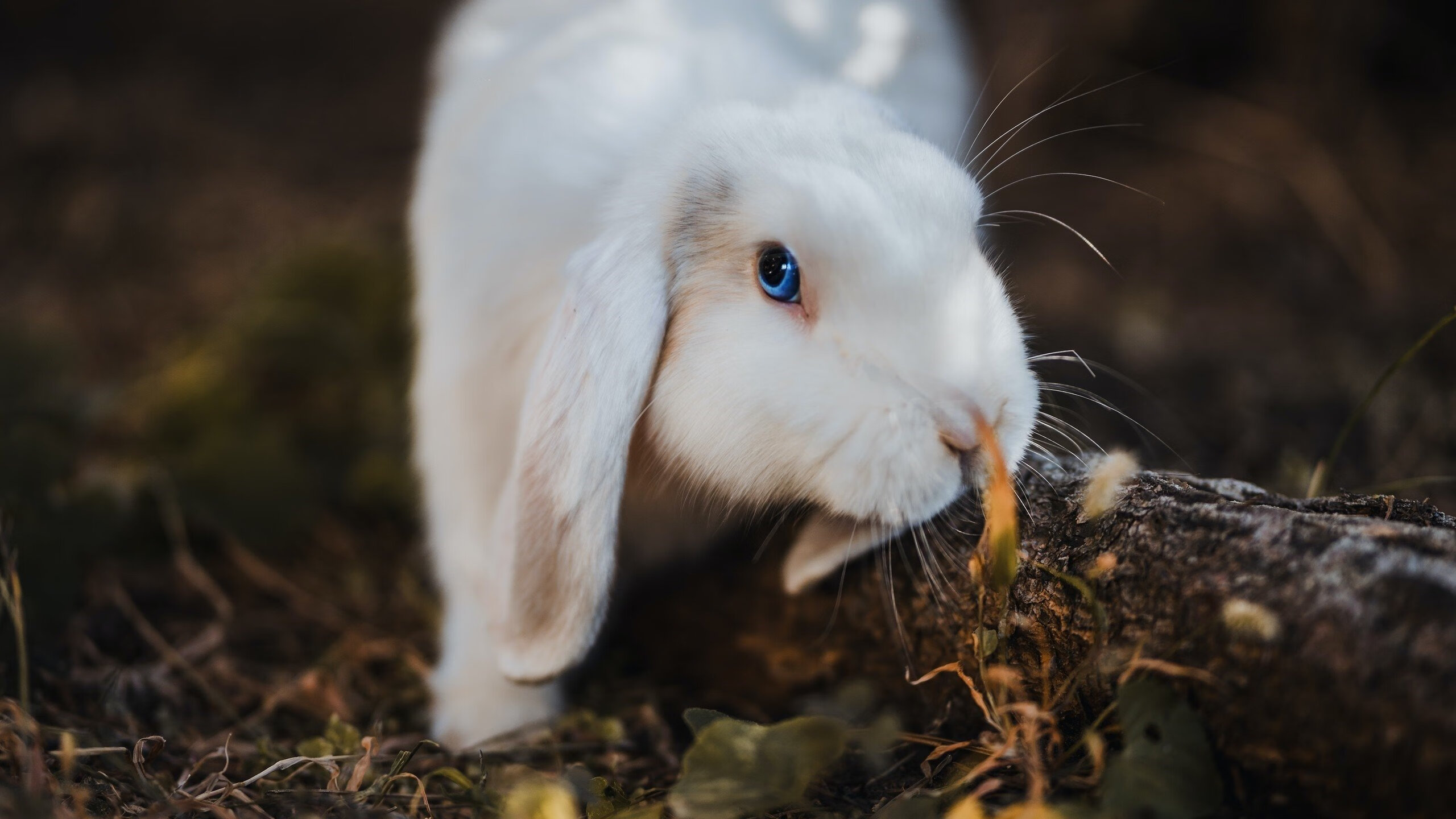 九游下载中心-北马其顿力克冰岛，提前锁定小组次席，北马其顿能赢奥地利吗