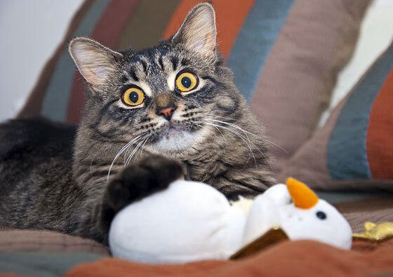 九游9游-弗拉门戈前锋佩德罗成为欧洲多家俱乐部关注对象，佩德罗 球员