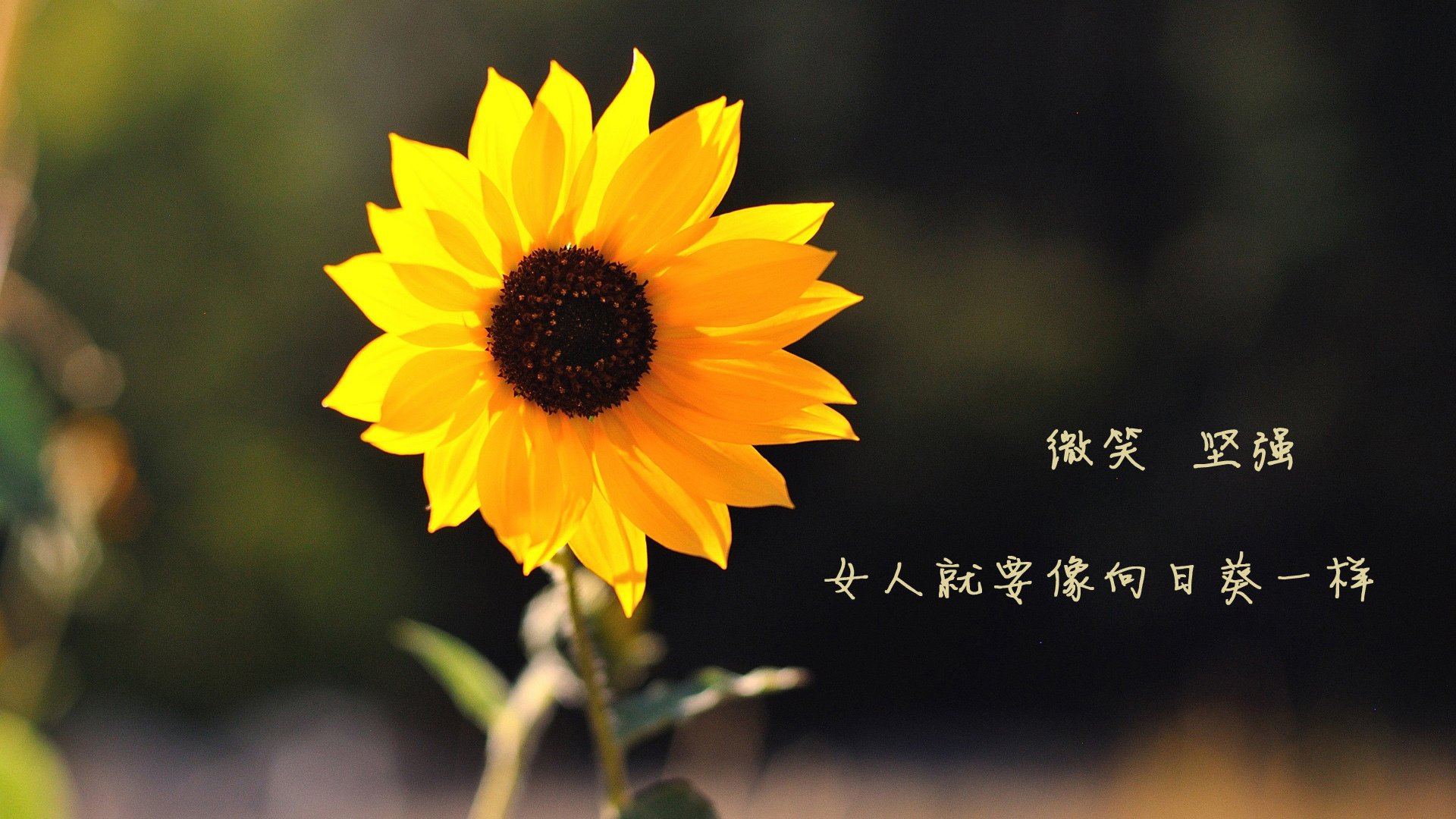 女子联赛推动青少年裁判员计划增加执法储备力量,2020官方赛事裁判培养计划