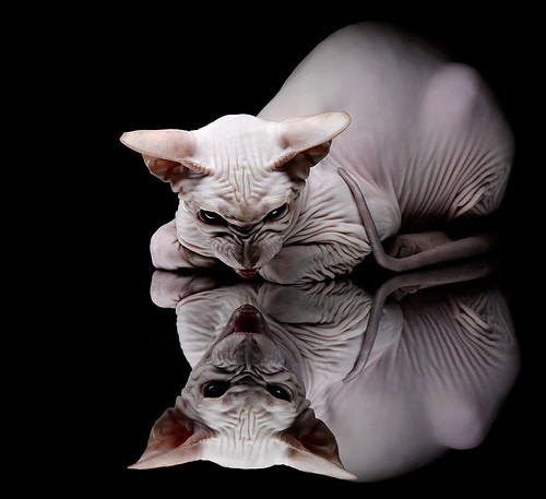 九游网-新西兰全黑队的进攻套路迅速打破对方防线，新西兰全黑队比赛视频