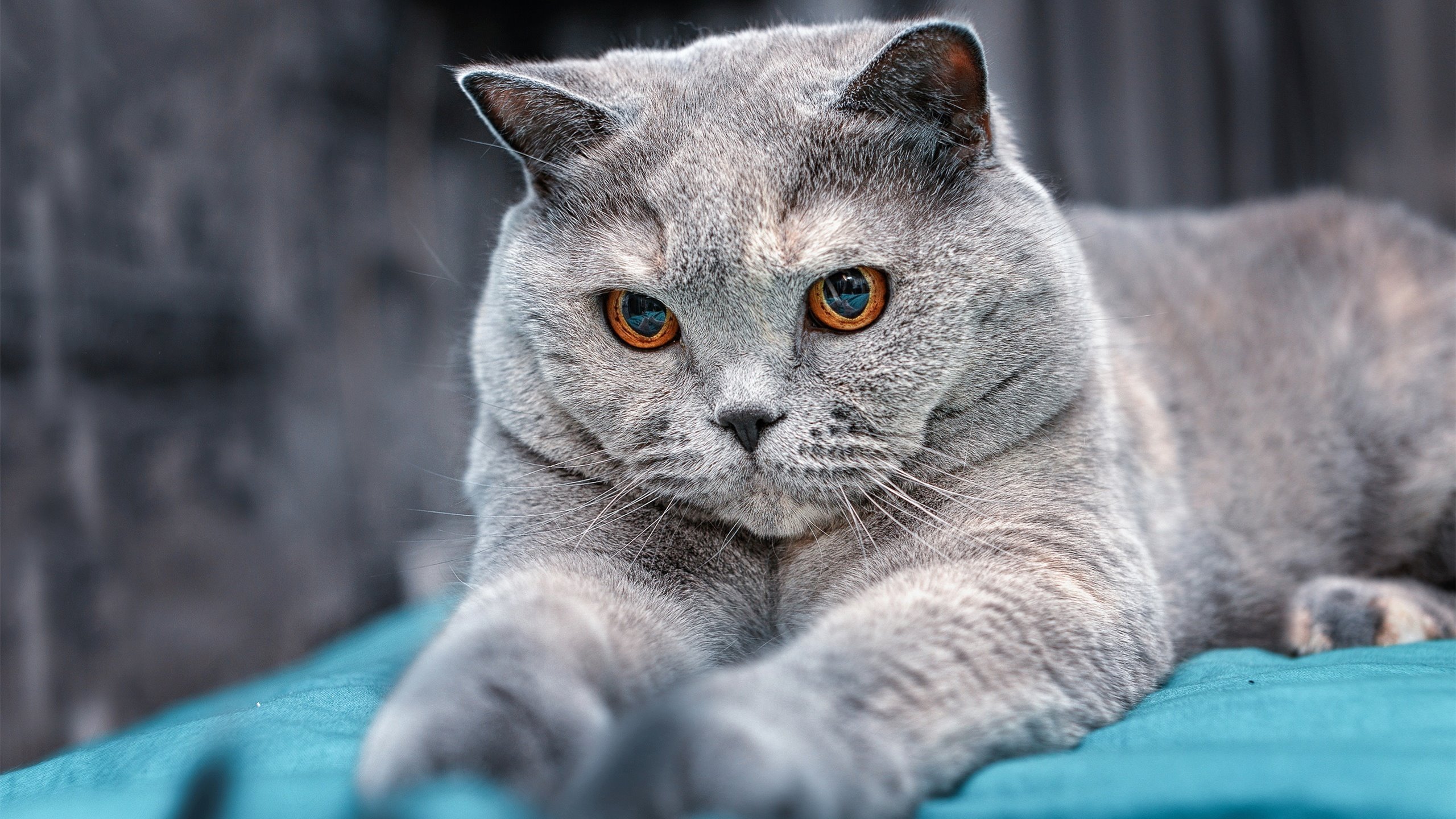 九游官网pc-朱婷鼓励队友突破自我迎接挑战，朱婷带队出发