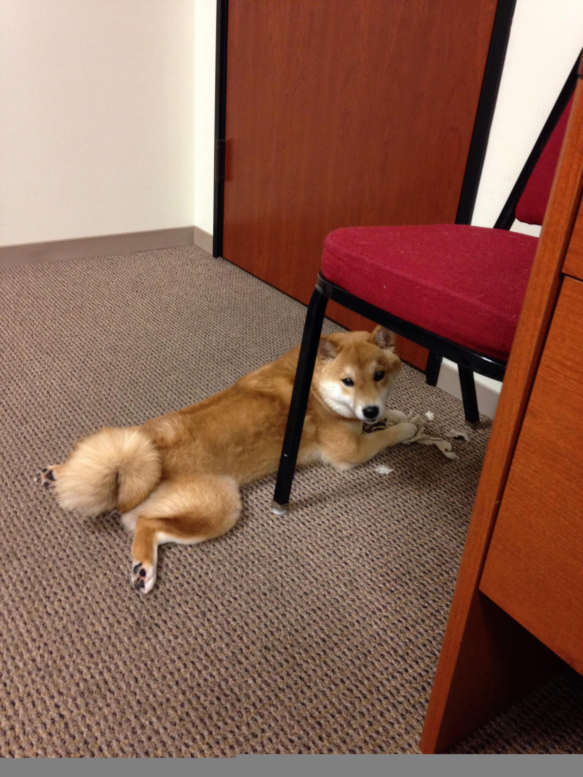 九游网页版官网-比利时男篮在欧洲预赛中不畏挑战，誓夺奥运资格，比利时男篮国家队